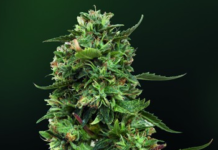 Esrar tohumu Rehberi: Doğru Tohum Türünü Seçme ve Güvenli Alışveriş İpuçları (2025)