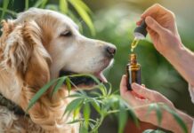 Which CBD pet products are most suitable for small or sensitive pets? CBD